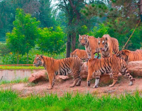 北京八達嶺長城野生動物園智能導覽系統哪家強22.png