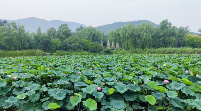 北京國家植物園智能導覽管理系統解決方案1.png