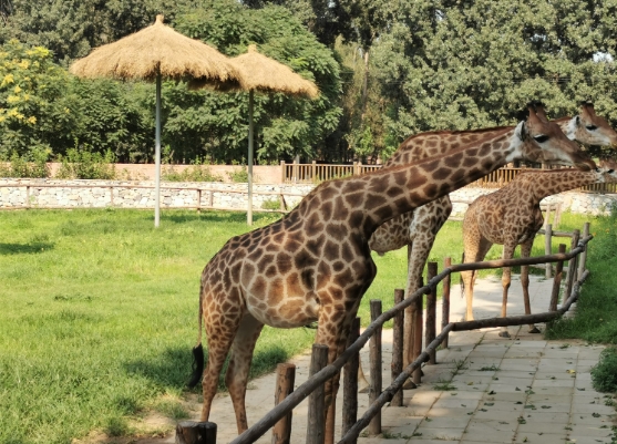 北京野生動物園景區電子票 OTA 對接系統功能.png