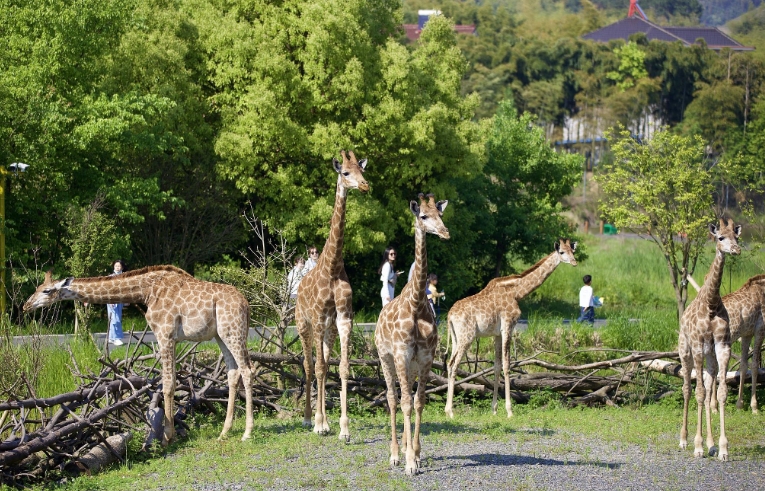 北京野生動物園景區電子票 OTA 對接系統哪個公司開發.png