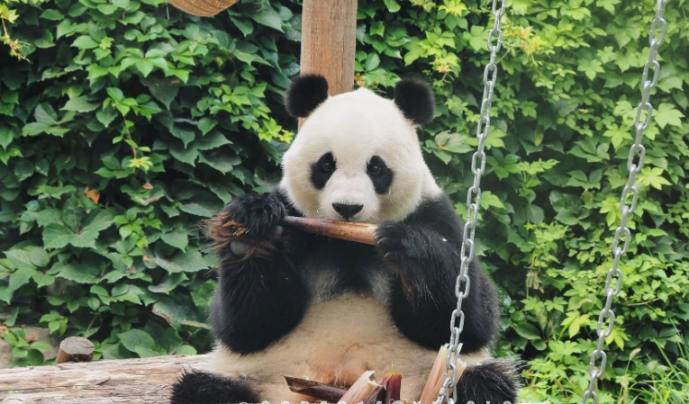 北京動物園電子門票管理系統功能.png