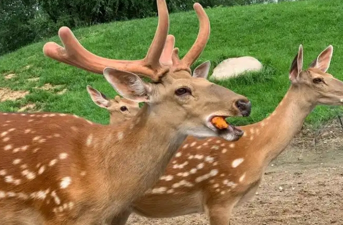 北京動物園電子門票管理系統功能1.png