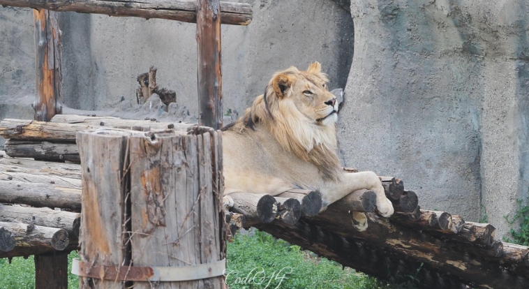 北京動物園電子門票管理系統價格1.png